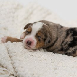 River - male Australian Mountain Doodle puppy in Cortez, Colorado from Sassy Pants Pups