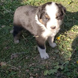 Australian Shepherd Puppies from Wild Souls Australian Shepherds