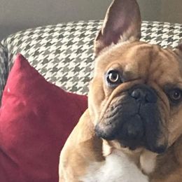 Leo - French Bulldog