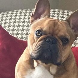 Leo - French Bulldog