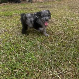 John Quincy Adams - Blue merle male Aussiedoodle puppy in Asheboro, North Carolina from Stellar Aussies