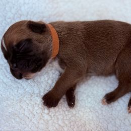 Kickin Roosters Haymitch (Dk. Green Collar) - Fawn male Boxer puppy in Alpine, New York from Kickin Rooster AKC Boxers