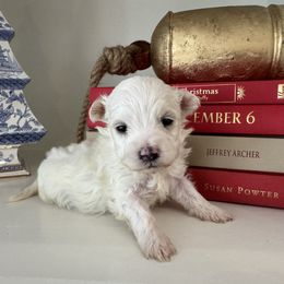 Yogi - White male Maltipoo puppy in Wendell, North Carolina from Teddys Teddy Bears