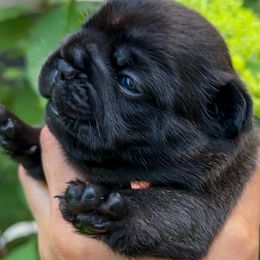 Light Pink Collar - Brindle female French Bulldog puppy in Peachtree City, Georgia from Eastham’s  Open French Bulldogs