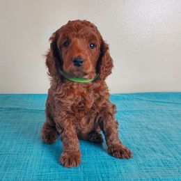 Mystery - Red  male Poodle puppy in Licking, Missouri from Majestic Embrace Poodles