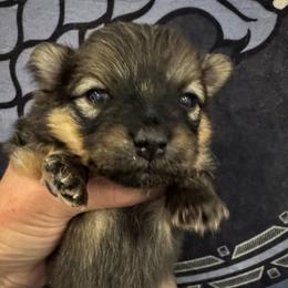 Sage - Orange sable male Pomeranian puppy in Las Vegas, Nevada from SuperNova  & Mystic Magic Pomeranians