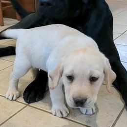 Labrador Retriever Puppies from True Labradors