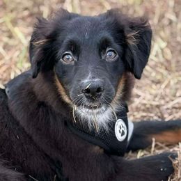 Elliot - Black tri male Miniature Australian Shepherd puppy in Punta Gorda, Florida from Christie's Creekside Aussies