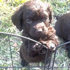 Purple - Liver female Boykin Spaniel puppy in Wilmington, North Carolina from Southern Kennels