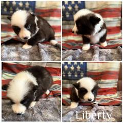 Liberty - Black and white male Yakutian Laika puppy in Williamsburg, Ohio from Hickory Meadows Yakutian Laika