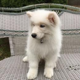 Samoyed Puppies from Chatanika Samoyeds