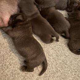 Bugsy Siegel - Chocolate male Labrador Retriever puppy in Turner, Maine from Bear Pond Retrievers