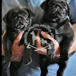Jill - Black female Pug puppy in Cheyenne, Wyoming from Viking Kennel