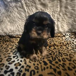 Tucker - Black and tan male Cavalier King Charles Spaniel puppy in Broken Arrow, Oklahoma from Cavalier King Charles Heartland