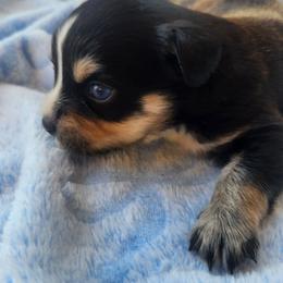 Amber (blue eyes) - Black tri female Miniature Australian Shepherd puppy in Lakeland, Florida from Sunshine Mini Aussies