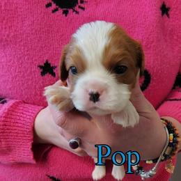 Pop - Blenheim male Cavalier King Charles Spaniel puppy in Rockville, Maryland from Skais the Limit Cavaliers