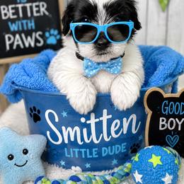 Smitten - Black and white male Coton de Tulear puppy in Freeport, Texas from H❤️PE COTONS