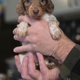 Simon - Chocolate and tan male Dachshund puppy in Mcminnville, Tennessee from Red Barn Farms Minis