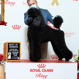 Knox - Poodle