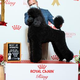 Knox - Poodle