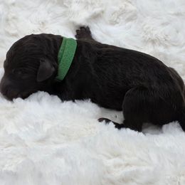 D.Green- Lou - Brown male Poodle puppy in Copperas Cove, Texas from Poodles of Valor