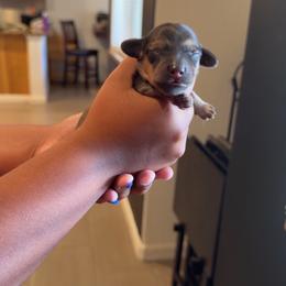 Boy 3 - Red male Dachshund puppy in Belen, New Mexico from Chavez Longhair Lowriders