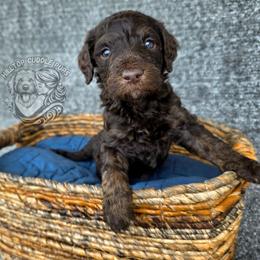 Slate - Chocolate male Goldendoodle puppy in Chattanooga, Tennessee from Hilltop Cuddle Pups