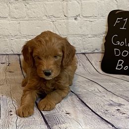 Goldendoodle and Poodle Puppies from Partridge Doodles and Poodles