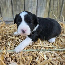 Black n white female - Black and white female Aussiedoodle puppy in Hillsboro, Illinois from Shoal Creek Puppies