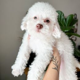 Cockapoo Puppies from Cockapoo Puppies and Co.
