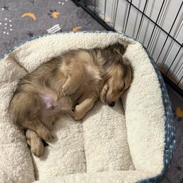 Bumblebee or B - Cream male Dachshund puppy in Lubbock, Texas from It’s a Hot Mess