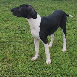 Vega - Mantle female Great Dane puppy in Walker, Louisiana from La Rebel Danes