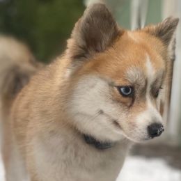 Pomskies from Puget Sound Pomskies