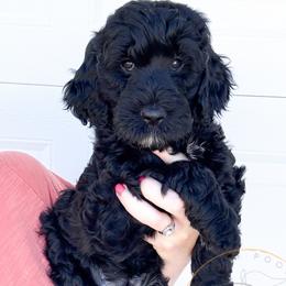 Percy (blue collar) - Black male Goldendoodle puppy in Murrieta, California from Apricot Poodles & Goldendoodles, LLC