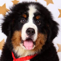 Bernese Mountain Dogs from Adirondack Berners (CLOSED)