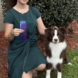 Border Collies from Astoria Border Collies