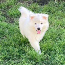 Hartley AKC-UKC - White male American Eskimo Dog puppy in Westwego, Louisiana from Connie's American Eskimo Dogs and Mini Australian Shepherd Dogs