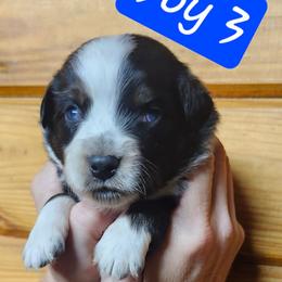 Boy 3 - Black tri male Miniature Australian Shepherd puppy in Hampton, Tennessee from TC Farms Stock Dogs - Miniature Australian Shepherds