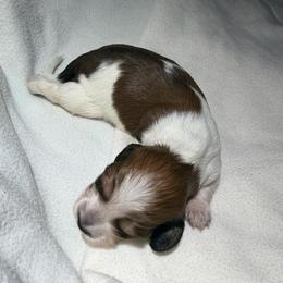 Red - Piebald male Dachshund puppy in Hazlehurst, Georgia from DrakeFire Dachshunds
