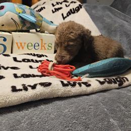 Red - Brown female Chesapeake Bay Retriever puppy in Merlin, Oregon from Creekside Chesapeakes