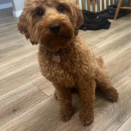 Sweetee - Goldendoodle