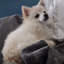 Phoebe - Pomeranian