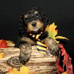 Bernedoodle and Goldendoodle Puppies from Dawg'on Doodles