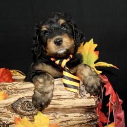 Bernedoodle and Goldendoodle Puppies from Dawg'on Doodles