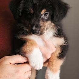 Huntsman - Black tri-color male Australian Shepherd puppy in Georgetown, Texas from River Reign Australian Shepherds