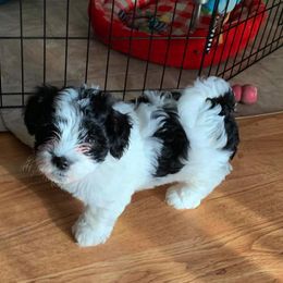 Havanese Puppies from Dearheart Havanese