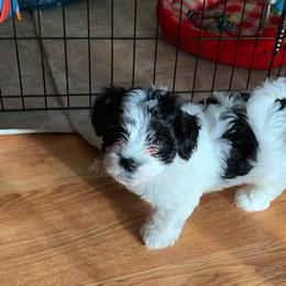 Havanese Puppies from Dearheart Havanese