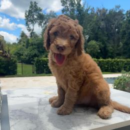 Benny - Apricot male Goldendoodle puppy in De Land, Florida from Rezapour Doodle Estate