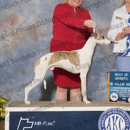 Jack - Whippet