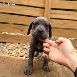 Gray Female - Gray female Cane Corso puppy in Knoxville, Tennessee from Crowned Corso